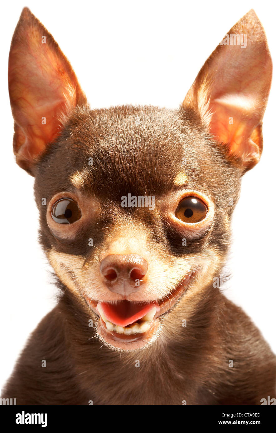 Russian toy-terrier.Thoroughbred dog...Ridiculous dog Stock Photo