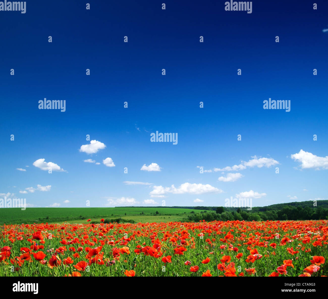 Beautiful poppy flowers hi-res stock photography and images - Alamy