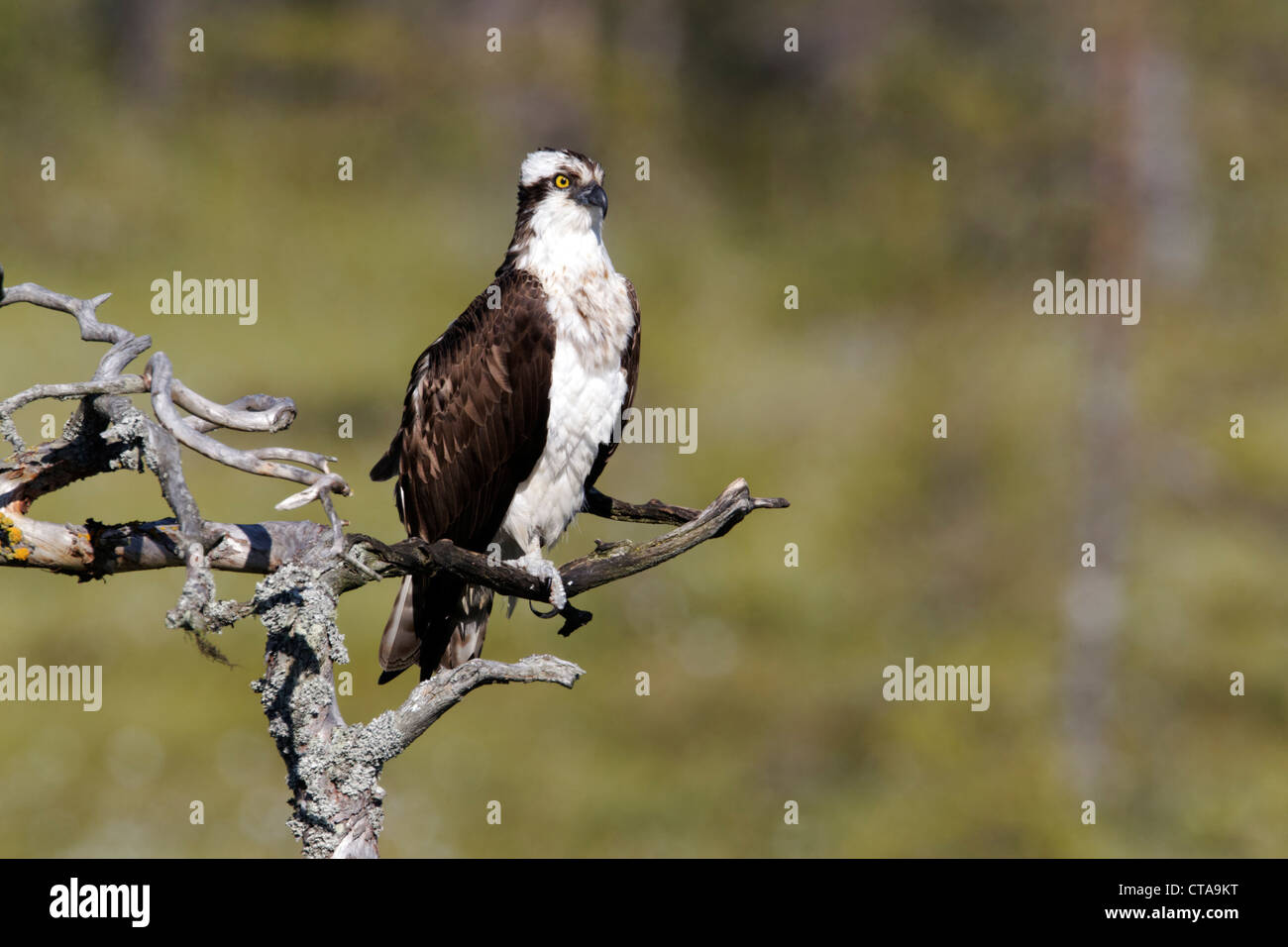 Osprey, Pandion haliaetus, single male on tree, Finland, July 2012 Stock Photo
