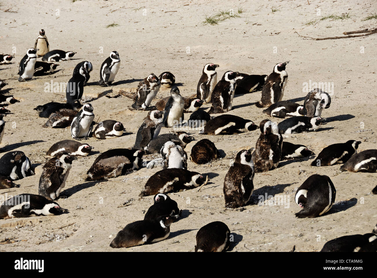 Black Footed Jackass Penguins - Speniscus demersus - on Boulders Beach, Simon's Town, South Western Cape, South Africa Stock Photo