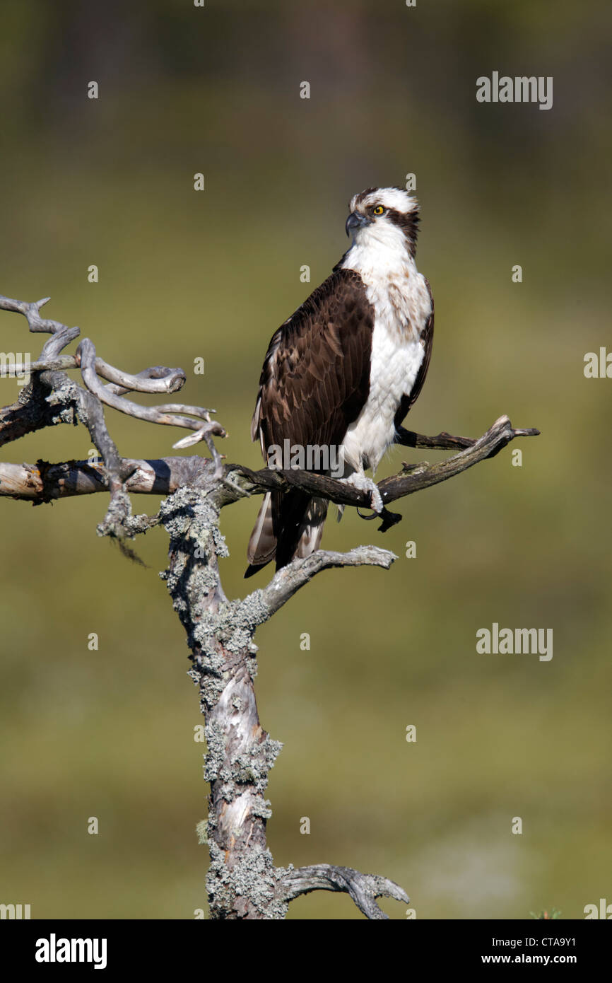 Osprey, Pandion haliaetus, single male on tree, Finland, July 2012 Stock Photo