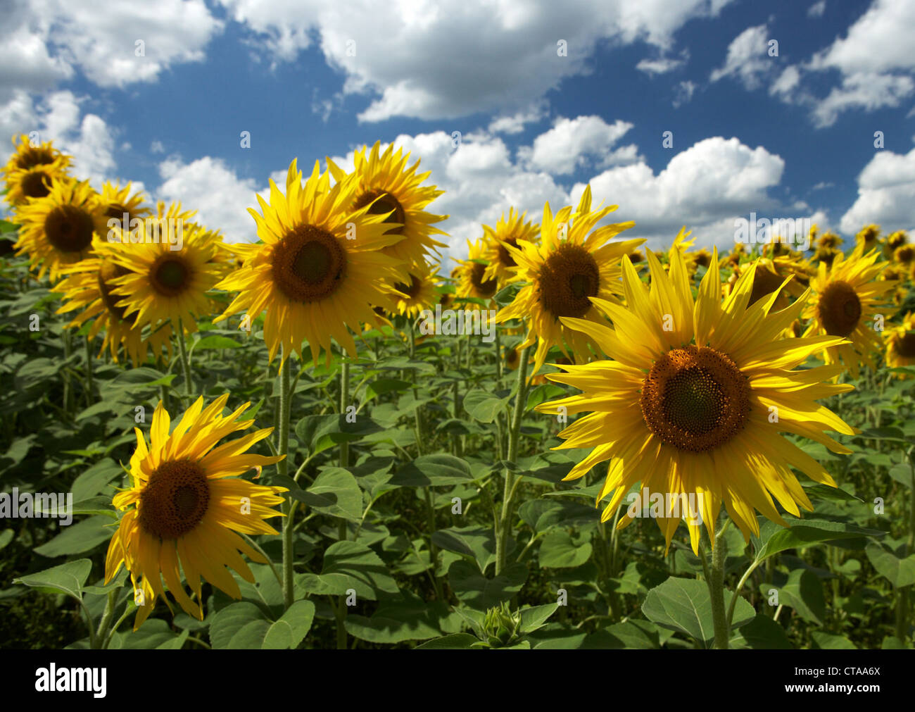 A field of blooming sunflowers Stock Photo - Alamy