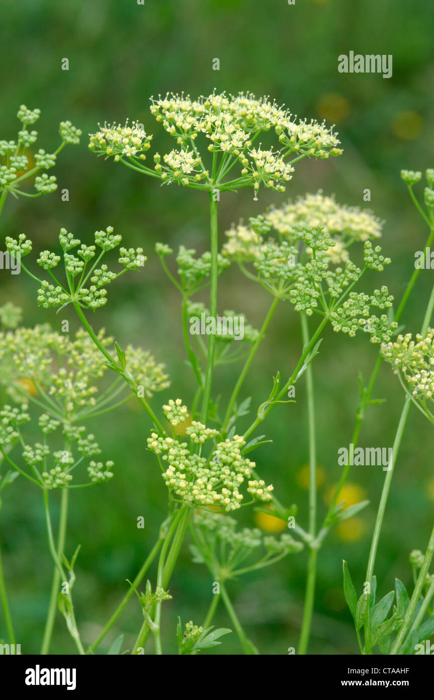 GARDEN PARSLEY Petroselinum crispum (Apiaceae) Stock Photo