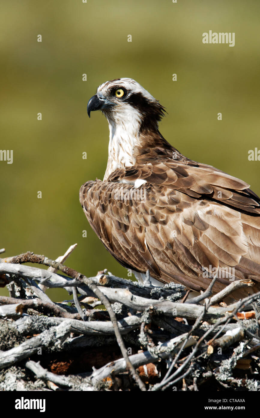 Osprey, Pandion haliaetus, single adult on nest with young, Finland, July 2012 Stock Photo