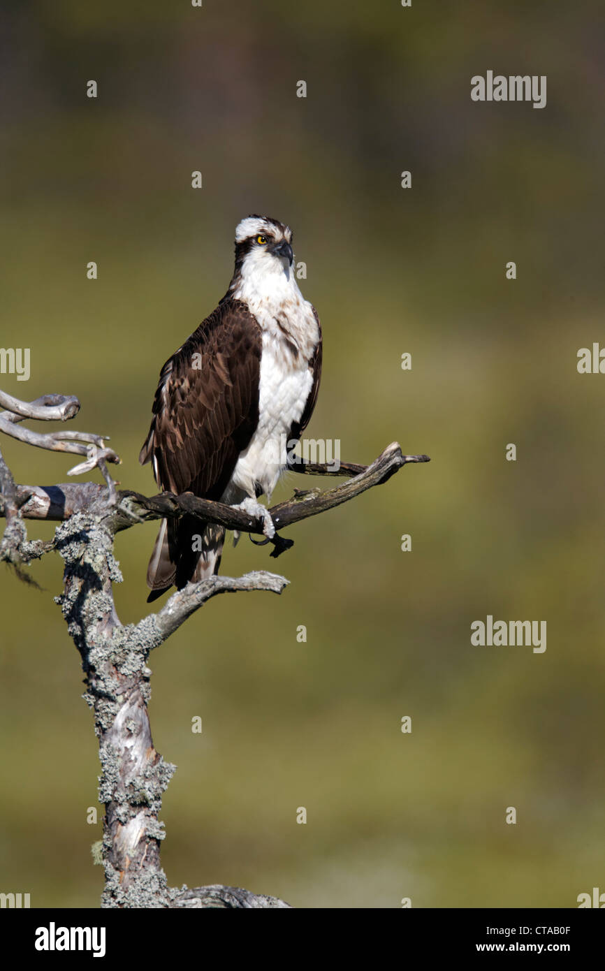 Osprey, Pandion haliaetus, single male on tree, Finland, July 2012 Stock Photo