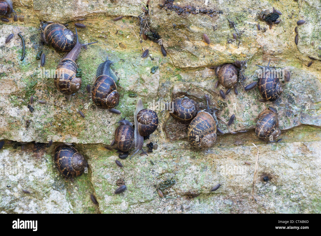 Snails and Woodlice on a garden wall Stock Photo Alamy