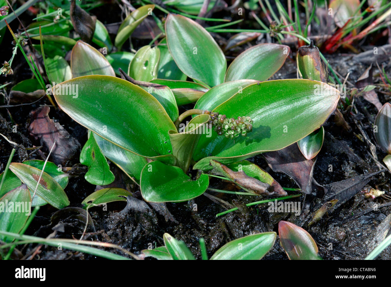 BOG PONDWEED Potamogeton polygonifolius (Potamogetonaceae) Stock Photo