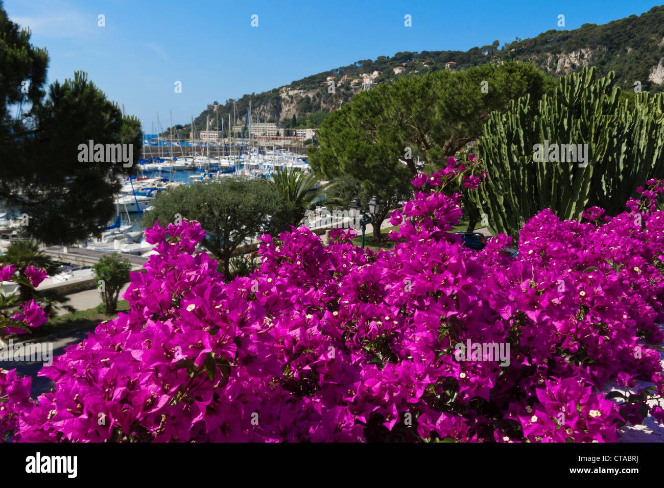 Flowers and cactuses near the marina, Villefranche sur mer, Cote d'Azur, Provence, France, Europe Stock Photo