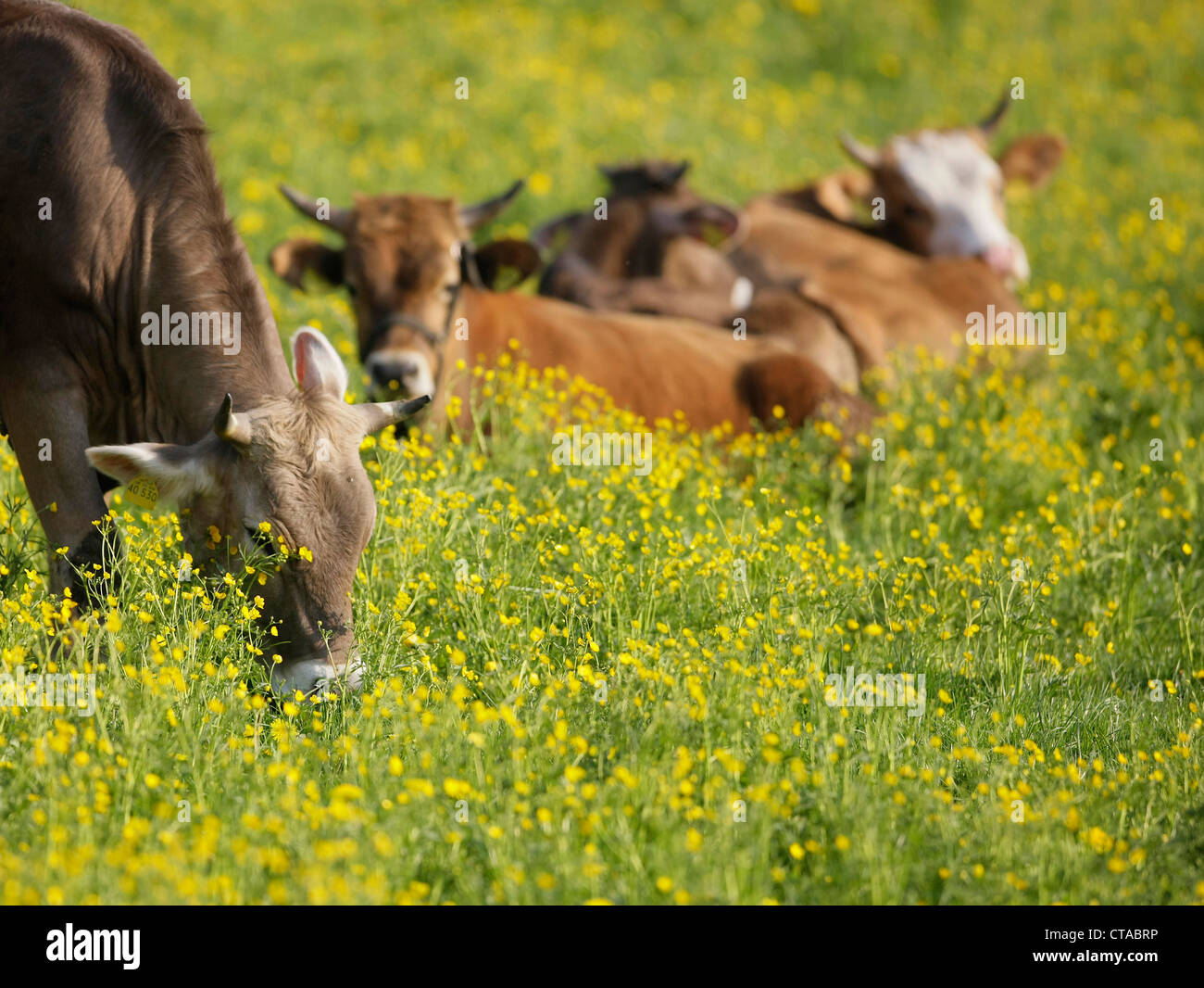 Young cows lying on a Spring meadow, Domestic cattle, Muensing, Bavaria, Germany Stock Photo