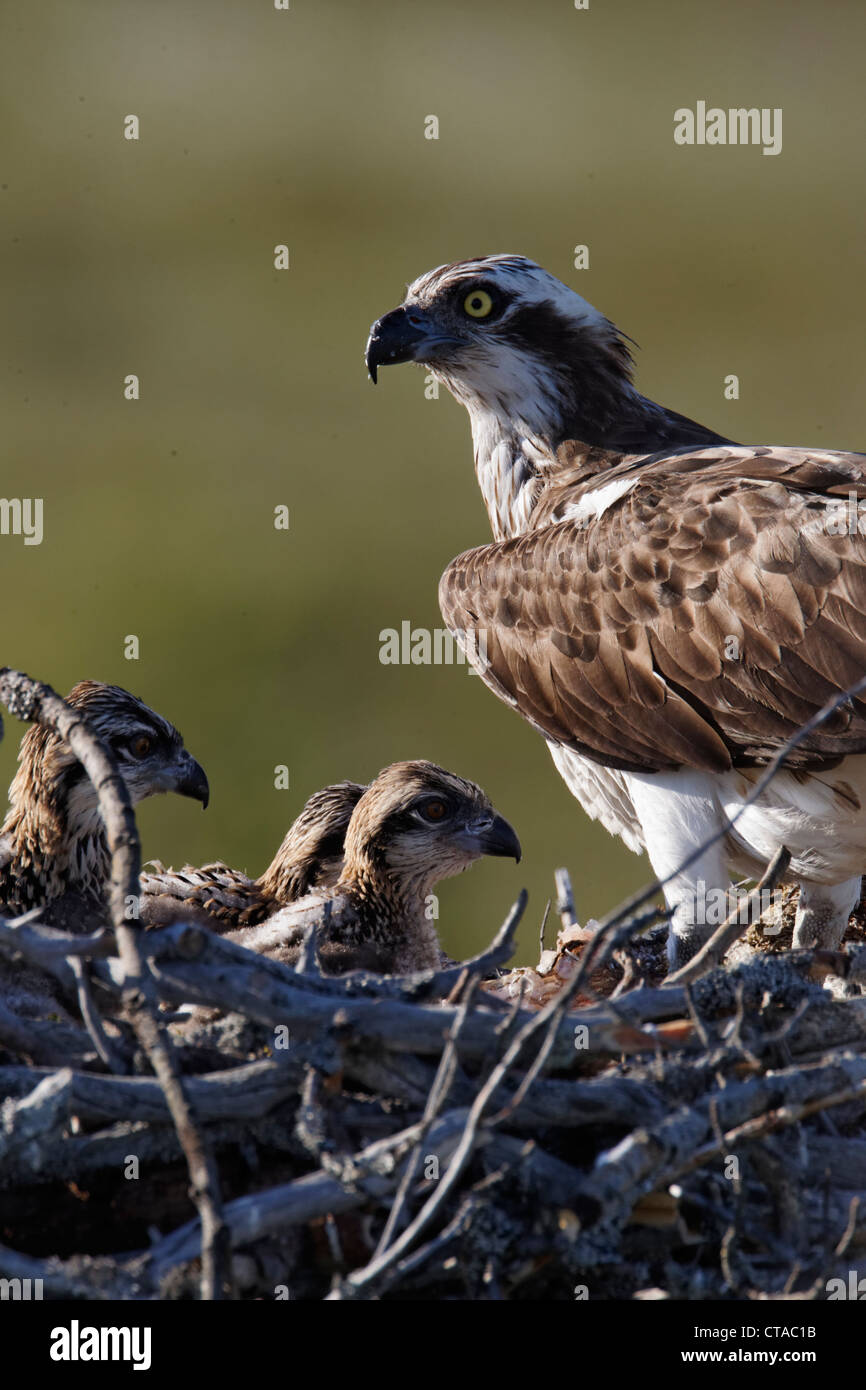 Osprey, Pandion haliaetus, single adult on nest with young, Finland, July 2012 Stock Photo