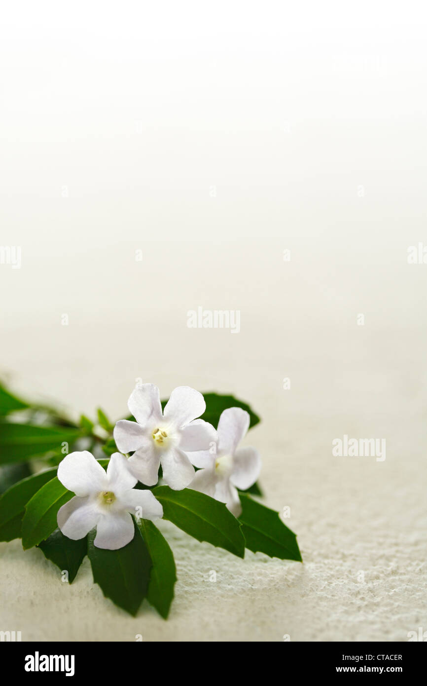 White flowers on a pale background Stock Photo