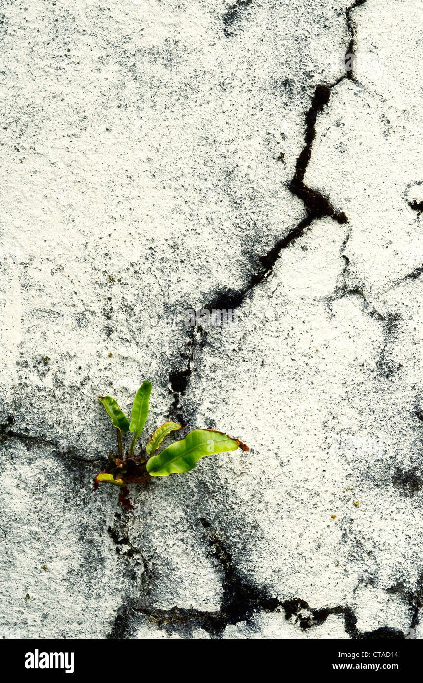 Crack in white painted wall with fern growing Stock Photo