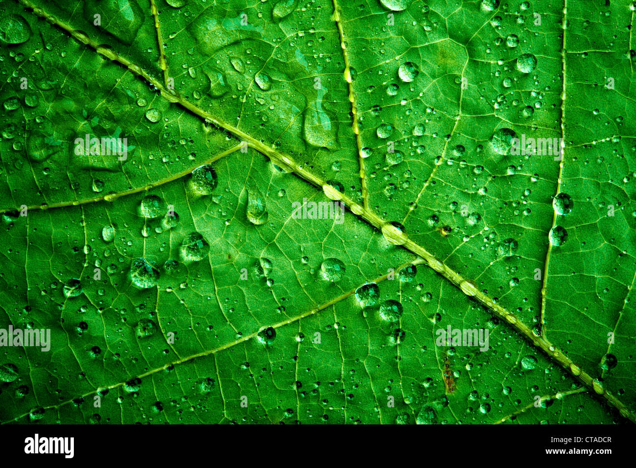 Photo green leaf close up Stock Photo - Alamy