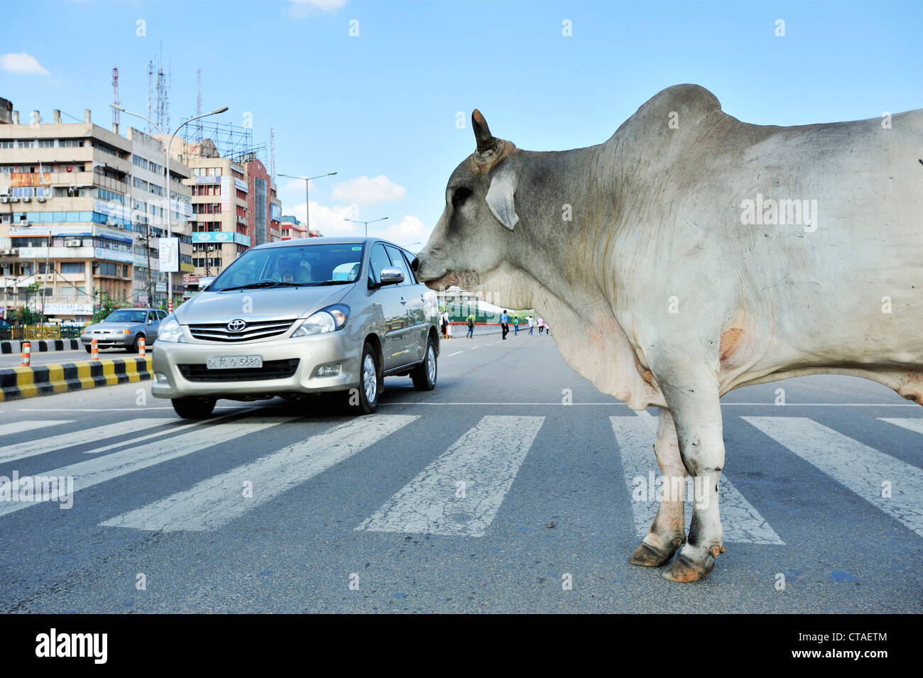 Holy cow on street, street scene in Noida, metropolitan area of Delhi, Uttar Pradesh, India Stock Photo