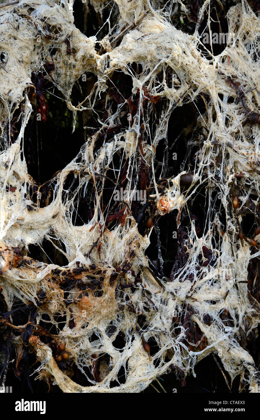 Seaweed gooby slime stuff Stock Photo