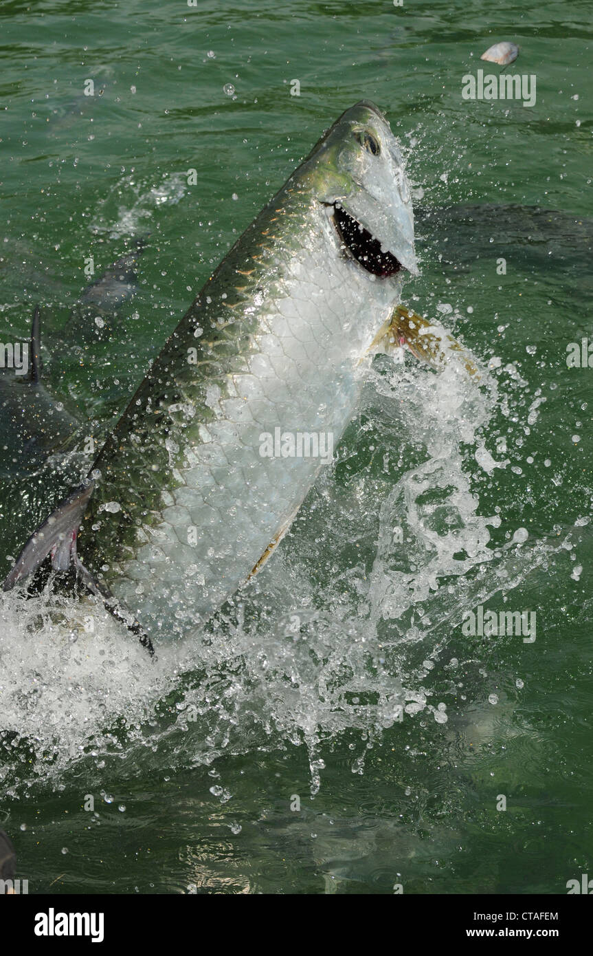 A beautiful tarpon fish jumping out of water in the Atlantic Ocean
