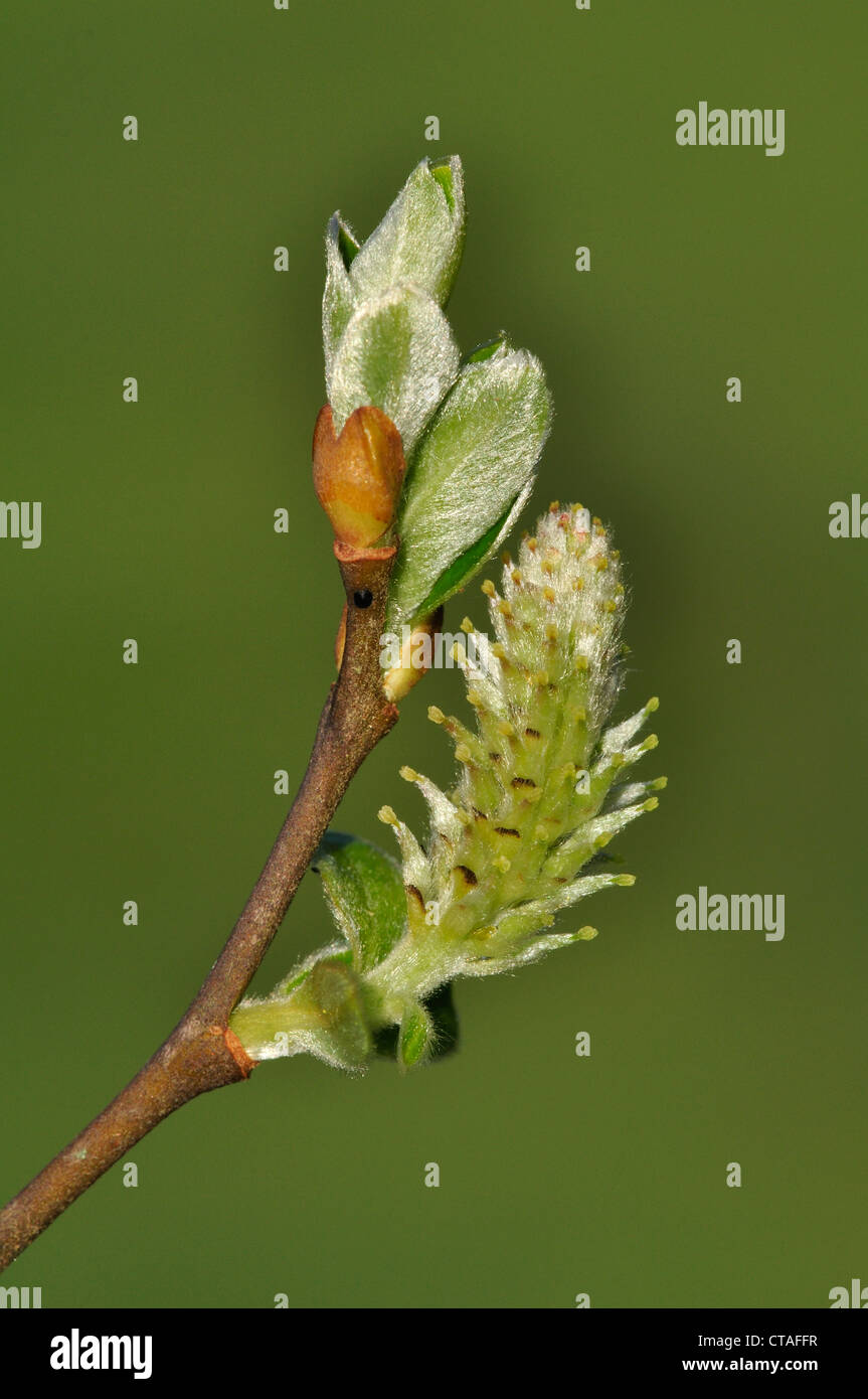 A catkin on a grey willow tree UK Stock Photo