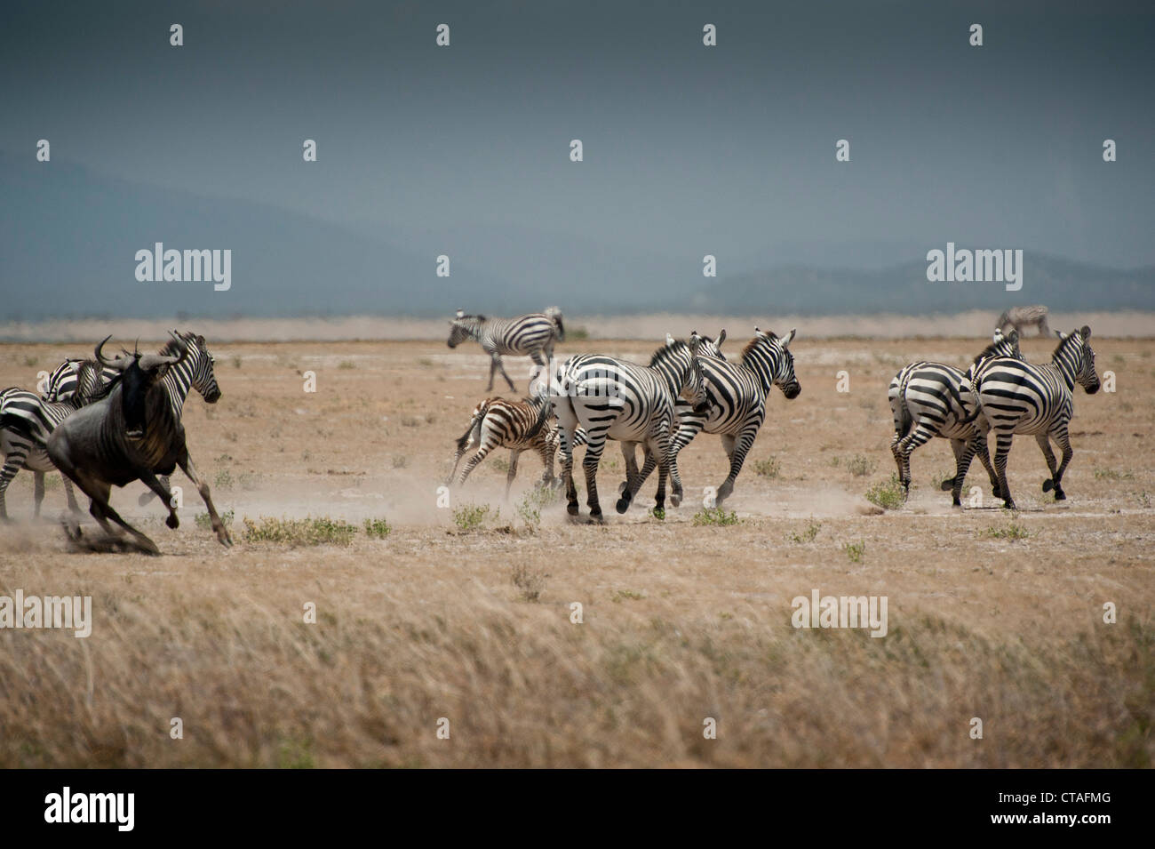 Zebra and lone wildebeest kicking up dust in Amboseli Stock Photo