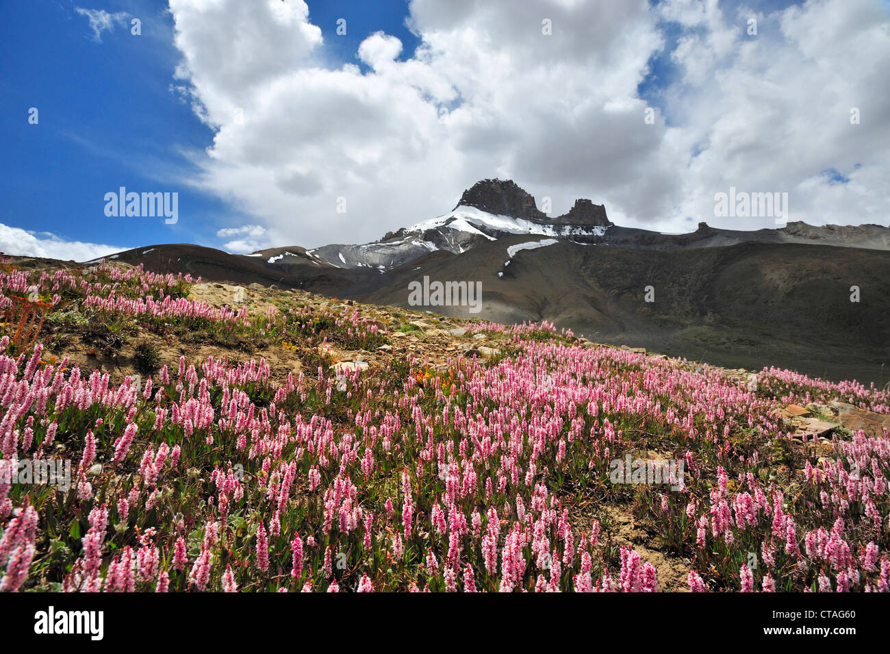 Meadow with flowers and glacier-covered summit in background, pass near Photoksar, Sengi La, Sengge La, Zanskar Range Traverse, Stock Photo