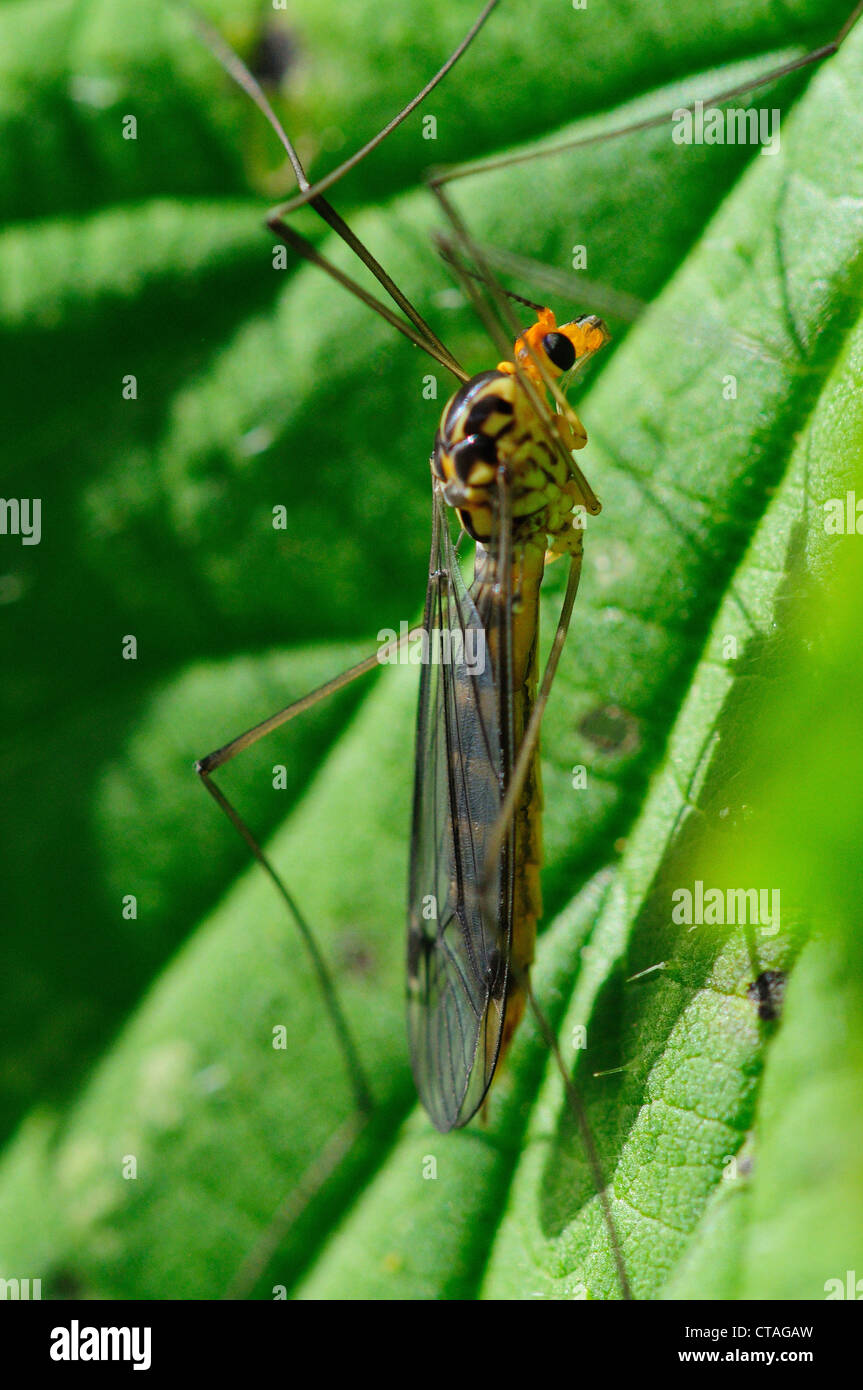 A spotted crane-fly on a green leaf UK Stock Photo