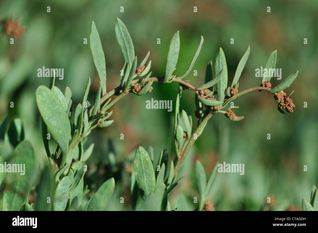 A view of sea purslane on the coast UK Stock Photo