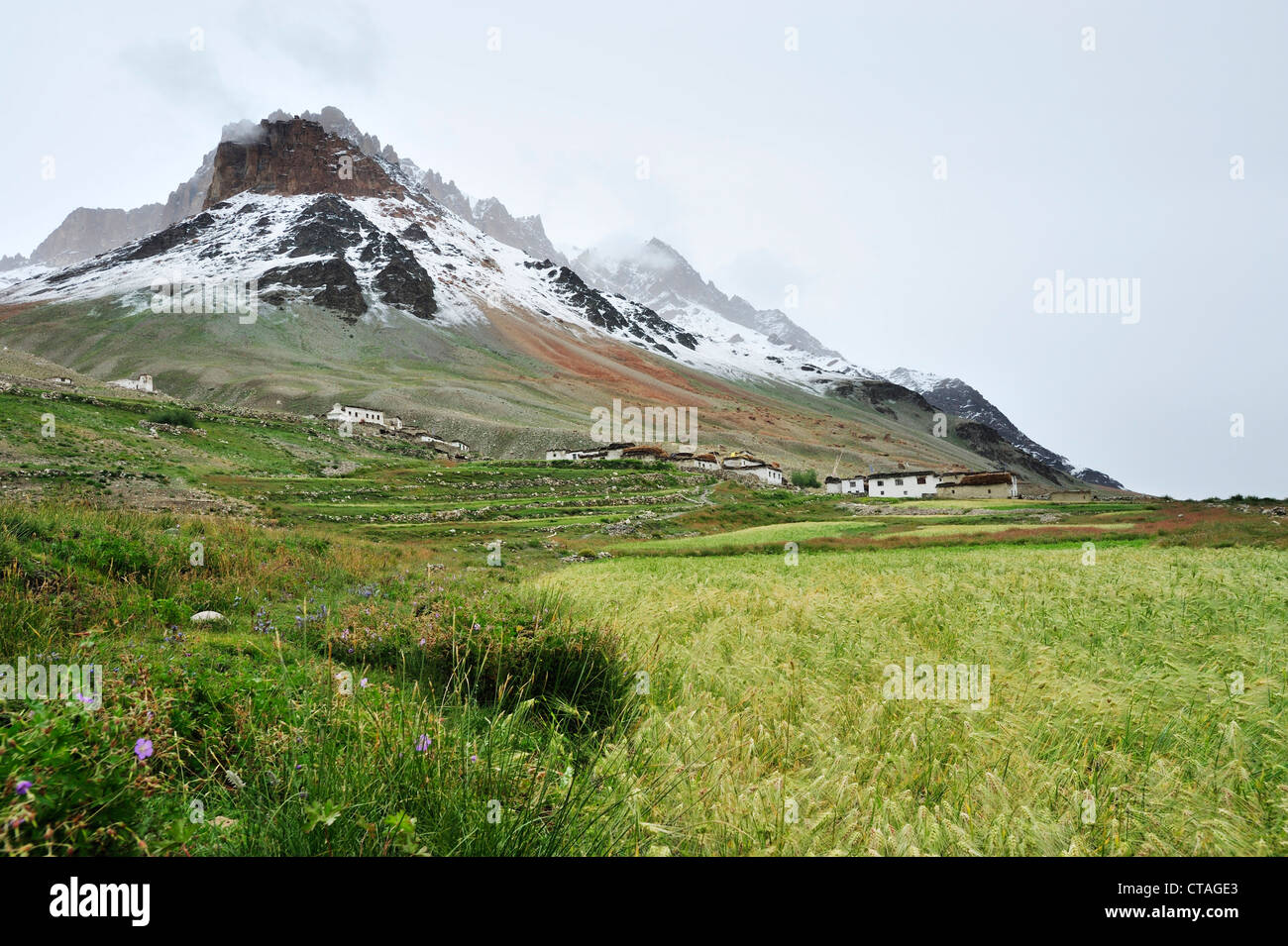 Village with corn field beneath snow-covered mountains, Lakang Sumdo, Zanskar Range Traverse, Zanskar Range, Zanskar, Ladakh, In Stock Photo