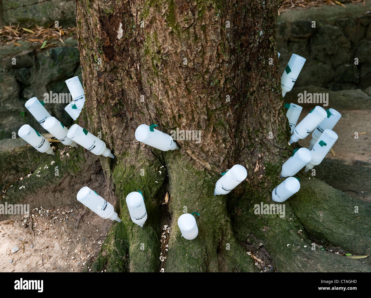 In a public park in Kyoto, Japan, mineral supplements are injected into an ailing tree to nourish it Stock Photo