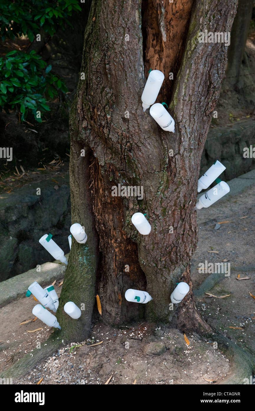 In a public park in Kyoto, Japan, mineral supplements are injected into an ailing tree to nourish it Stock Photo