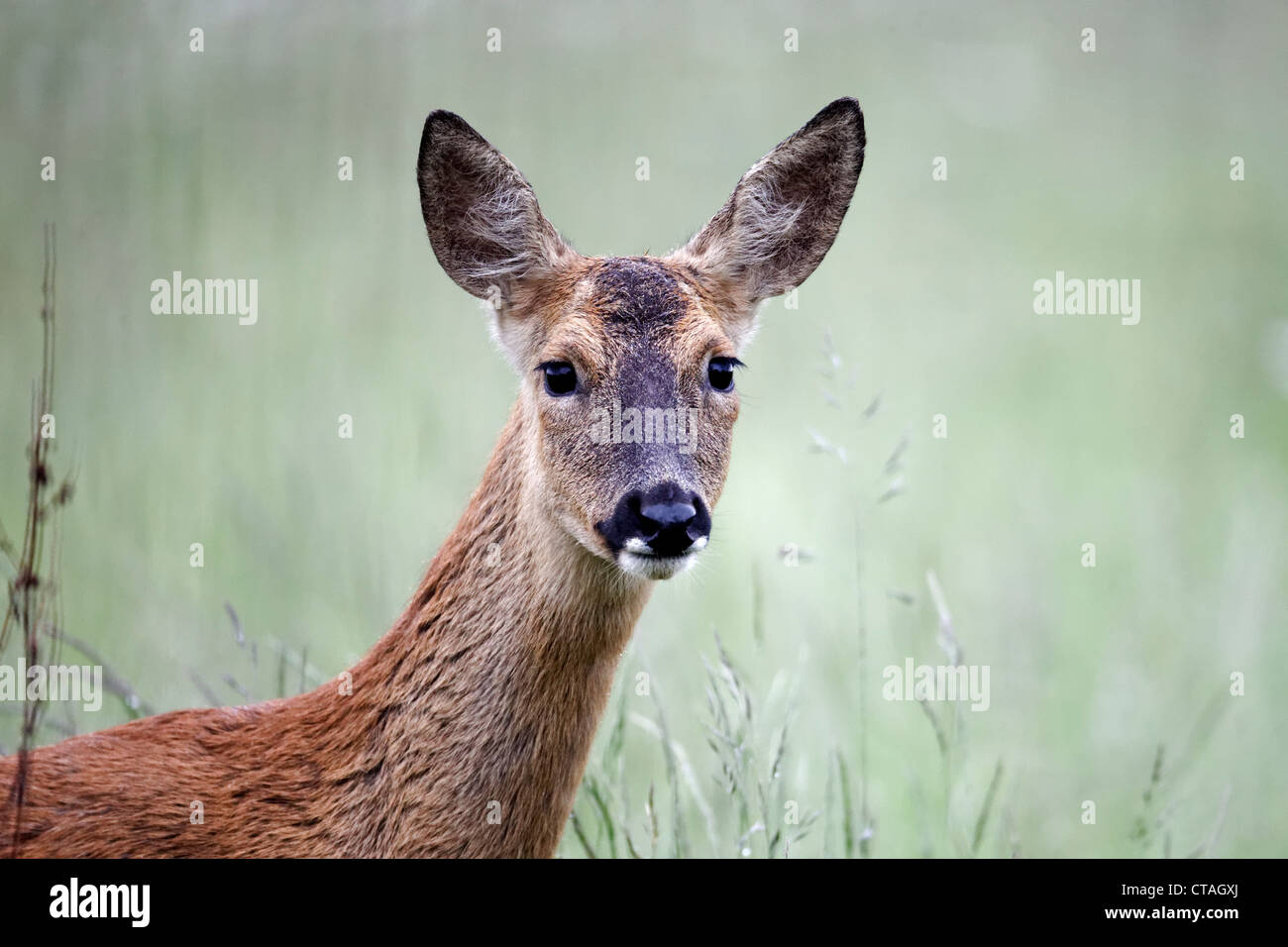 Female roe deer hi-res stock photography and images - Alamy