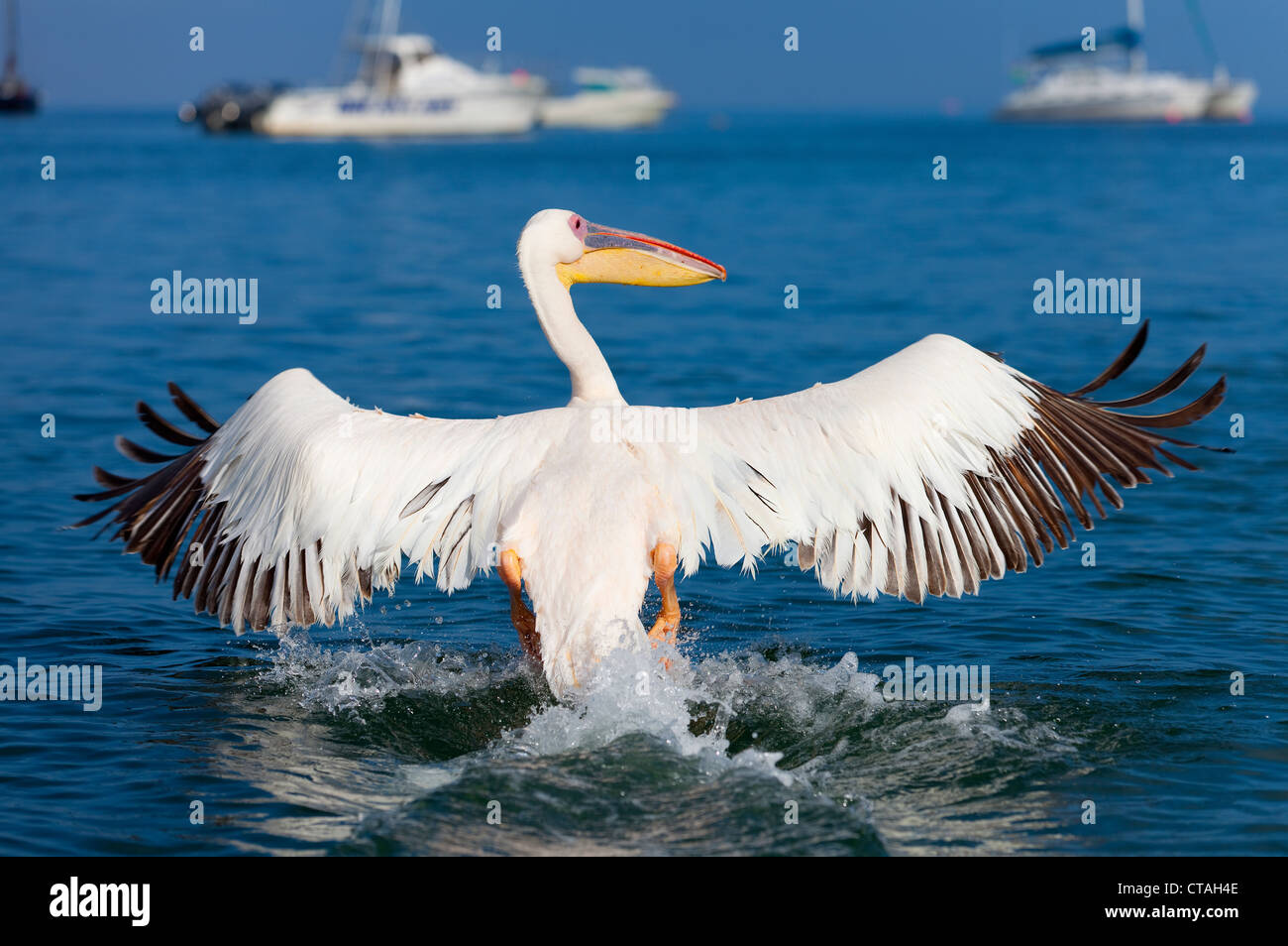 starting pelican Stock Photo