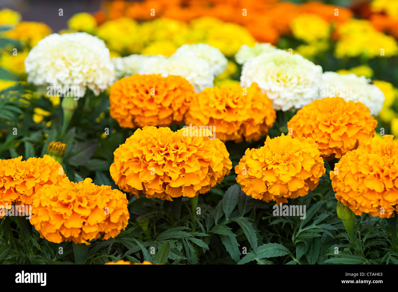 American Orange variety of marigold, UK Stock Photo