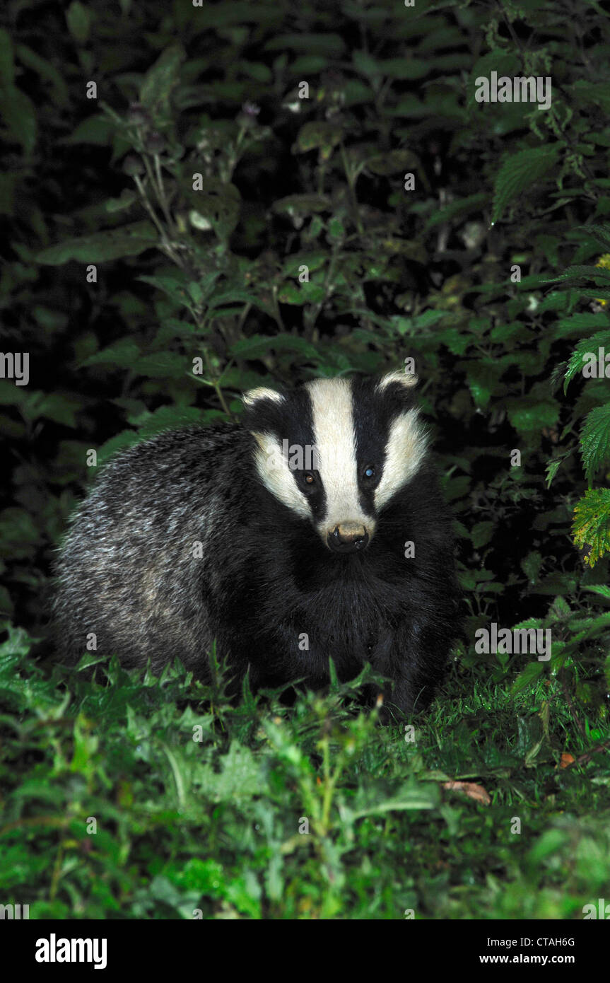 One badger cub UK Stock Photo
