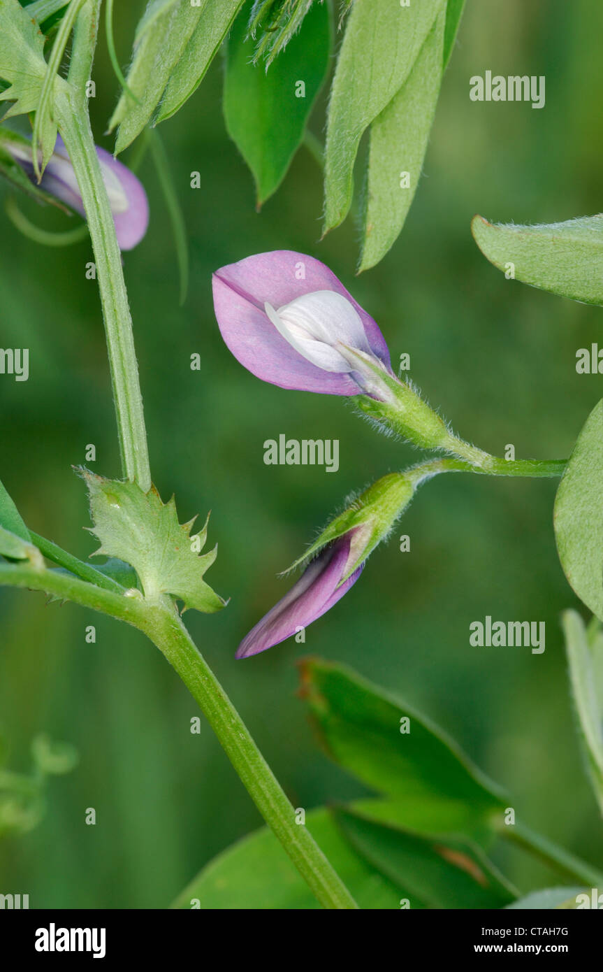 BITHYNIAN VETCH Vicia bithynica (Fabaceae) Stock Photo