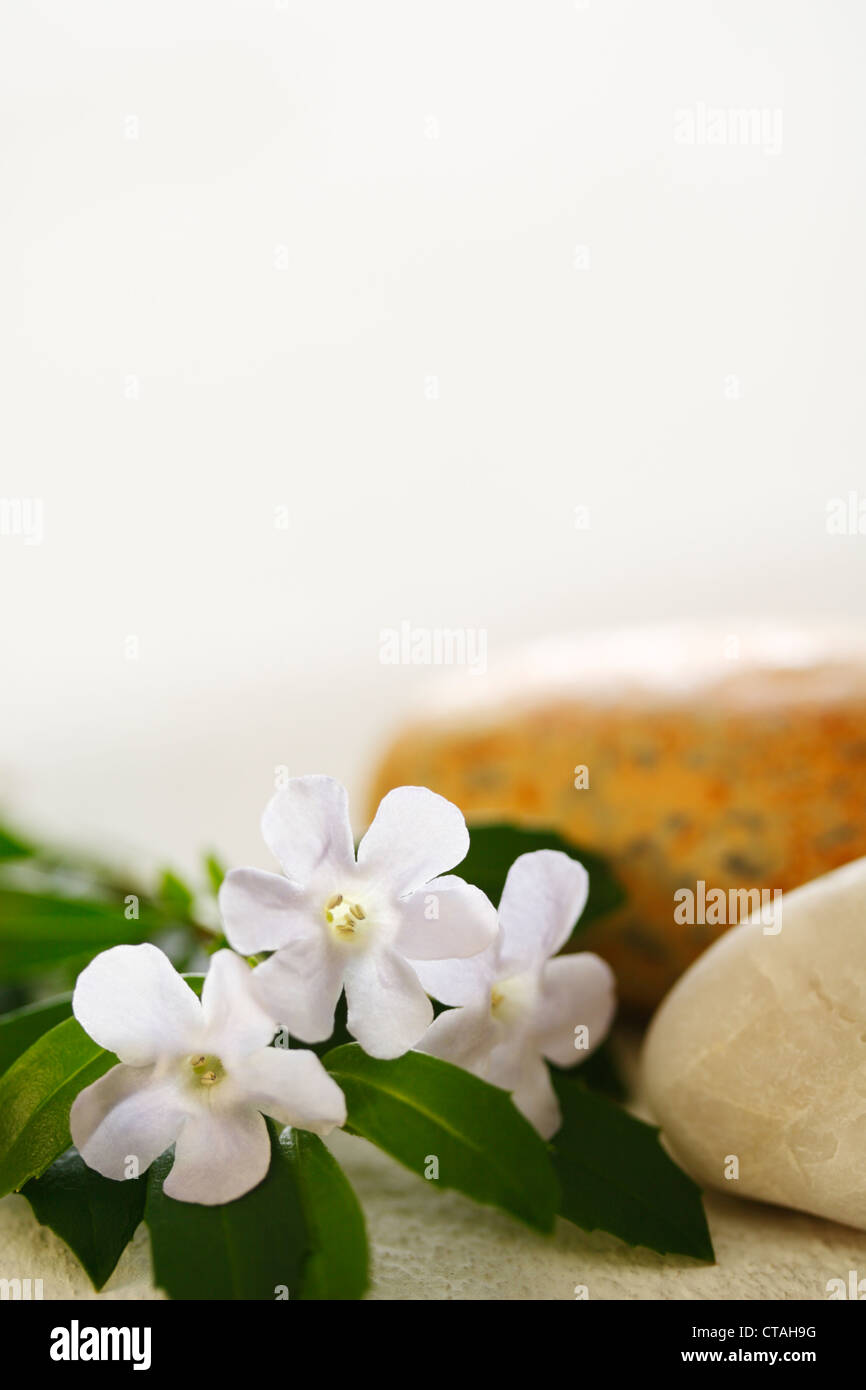 White flowers and pebbles on a pale background Stock Photo