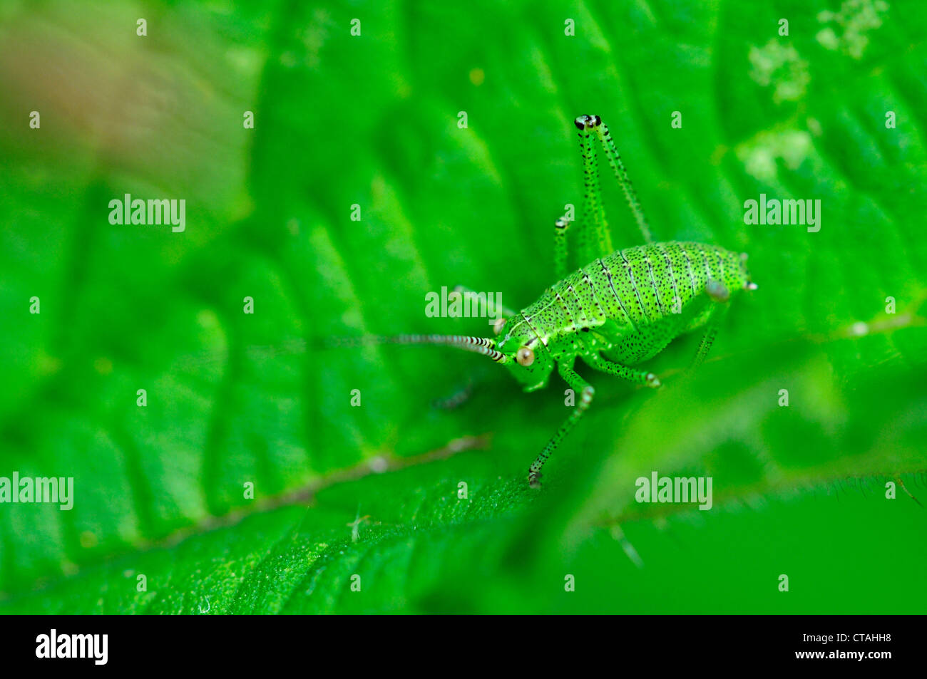 Juvenile speckled bush-cricket. Dorset, UK June 2012 Stock Photo
