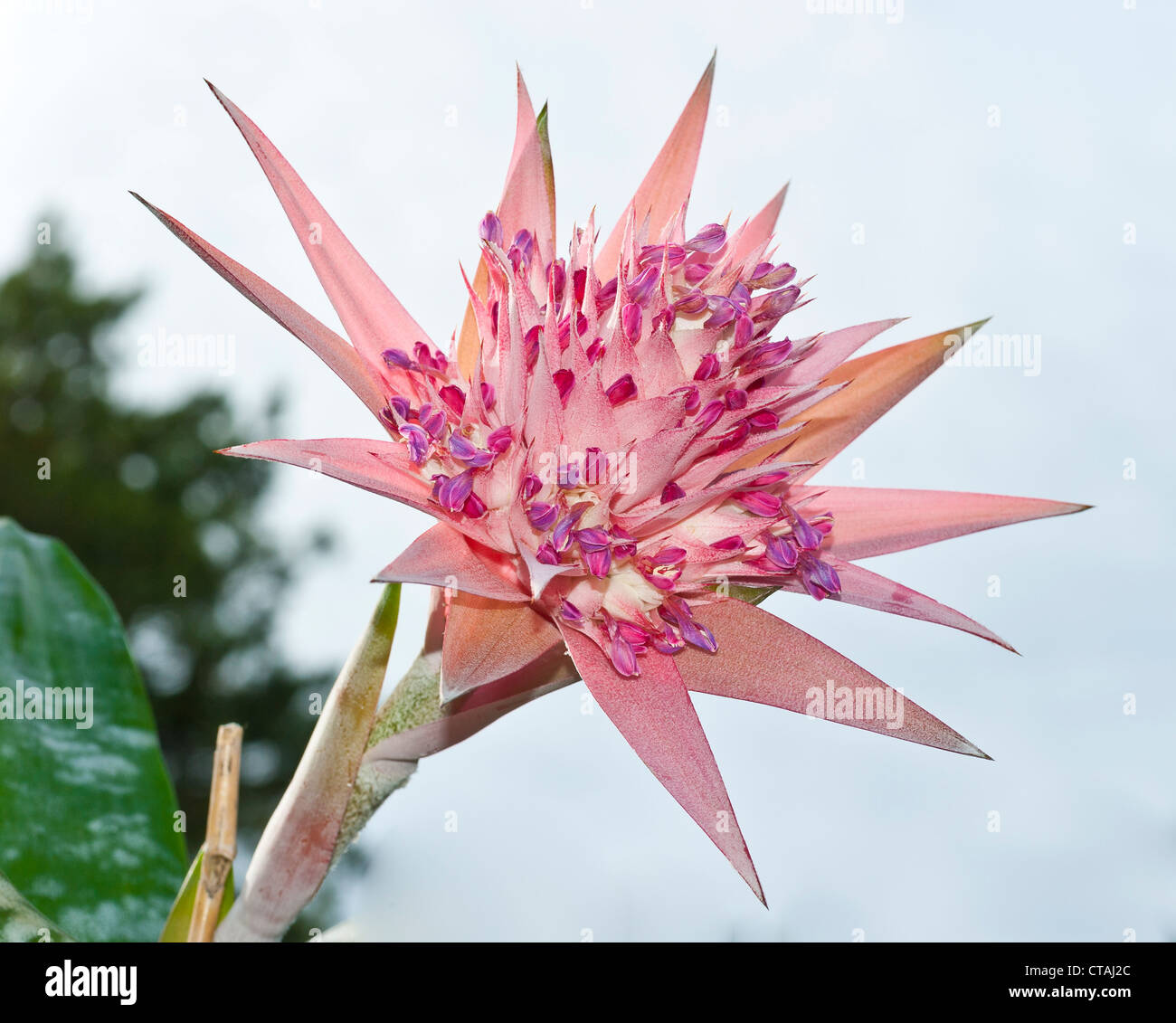 Colorful flower of the Bromeliad Stock Photo