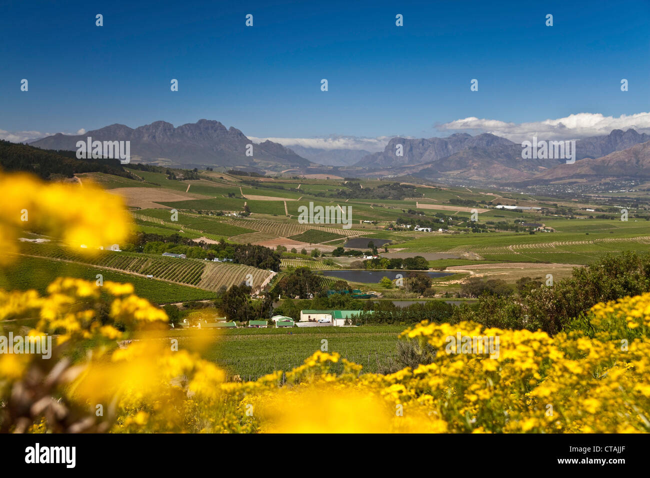 View onto the vineyards of Jordan Winery, Stellenbosch, Western Cape, South Africa Stock Photo