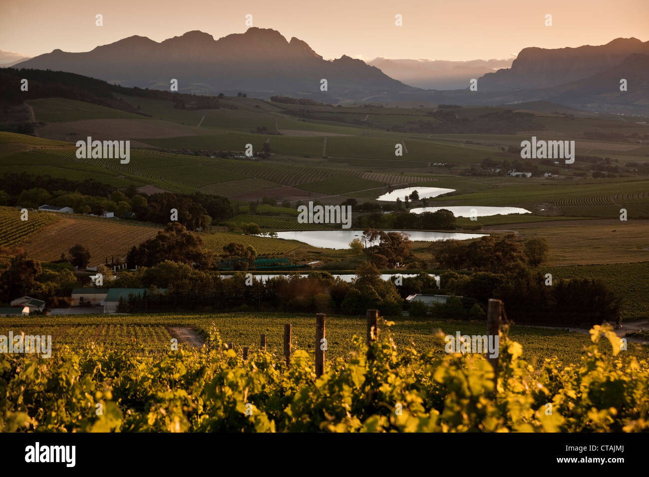View onto the vineyards of Jordan Winery at sunrise, Stellenbosch, Western  Cape, South Africa Stock Photo - Alamy