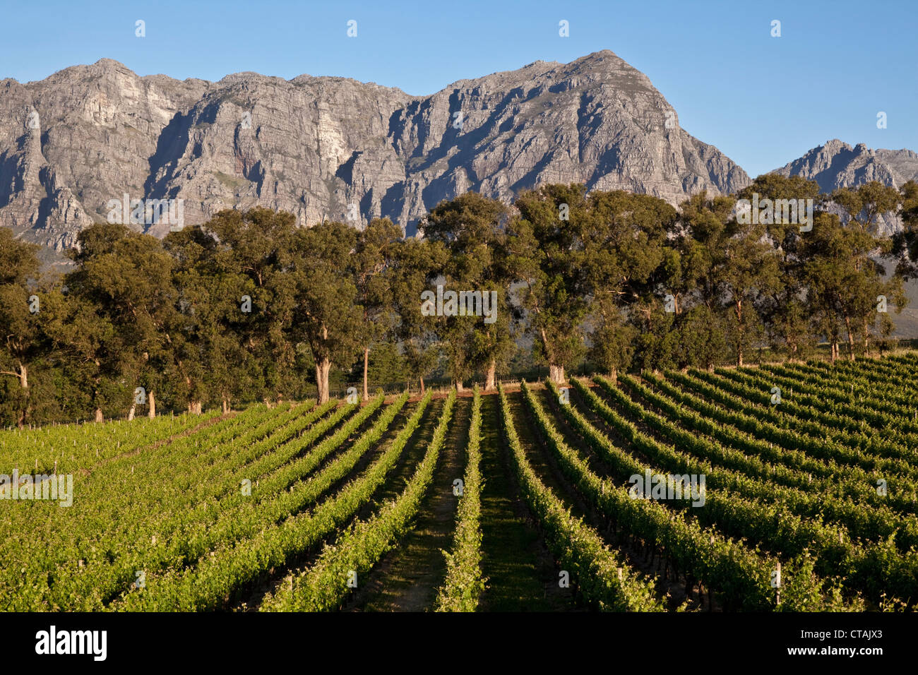 View onto the vineyards of Thelema Mountain Vineyards Winery with Mountain Range Groot Drakenstein, Stellenbosch, Western Cape, Stock Photo