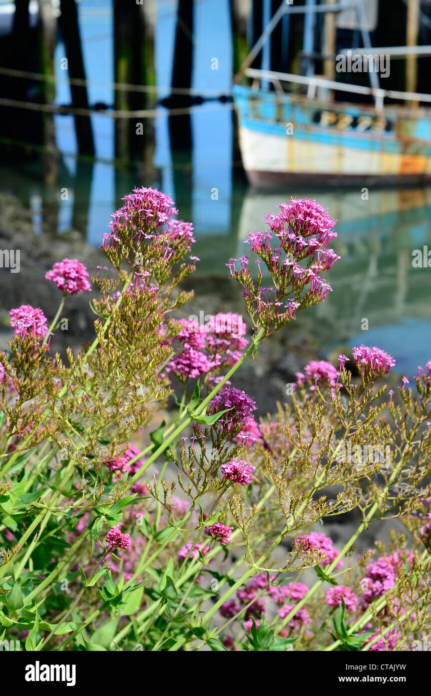 Newlyn harbour Cornwall UK Stock Photo