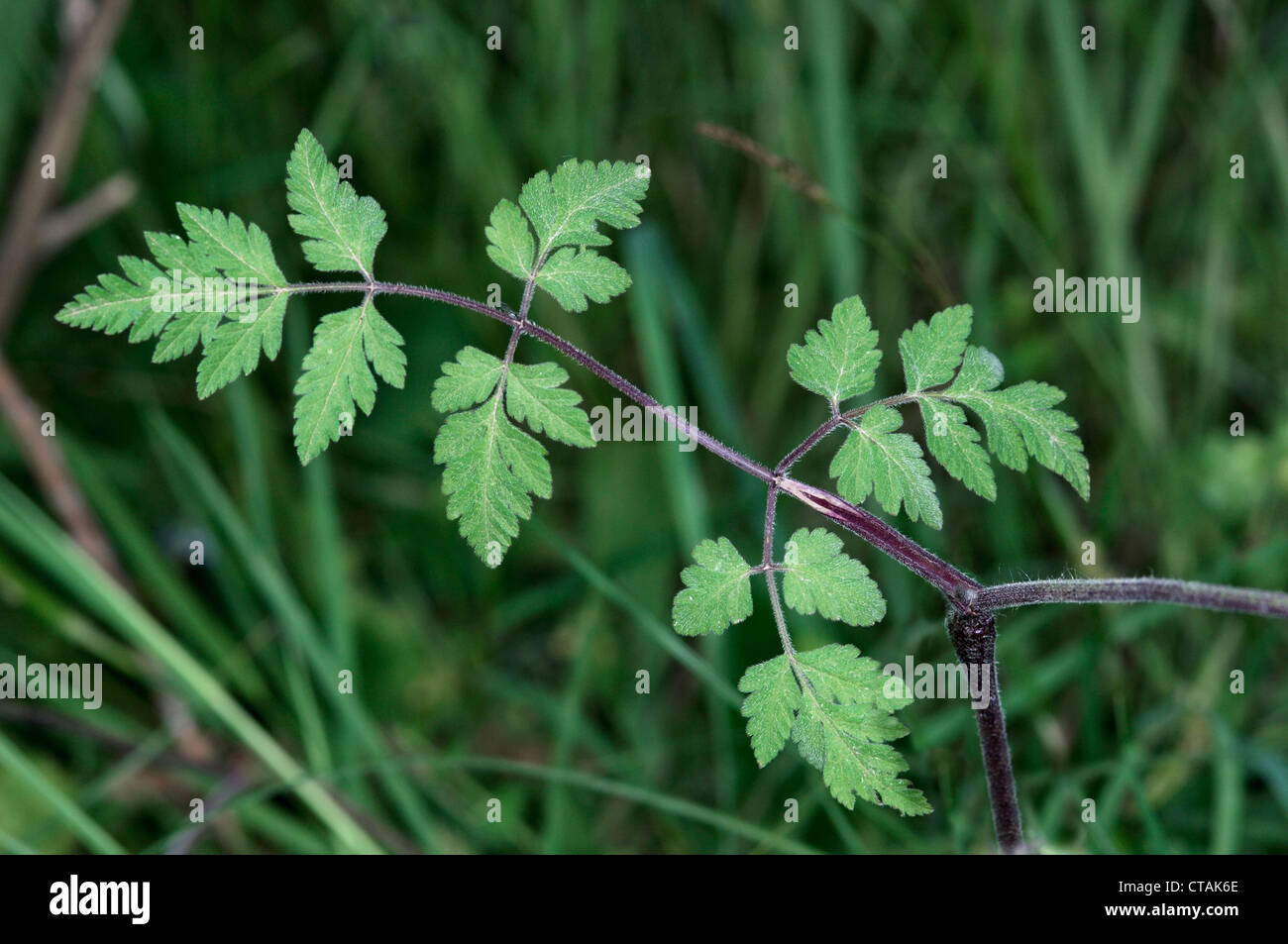 ROUGH CHERVIL Chaerophyllum temulum (Apiaceae) Stock Photo