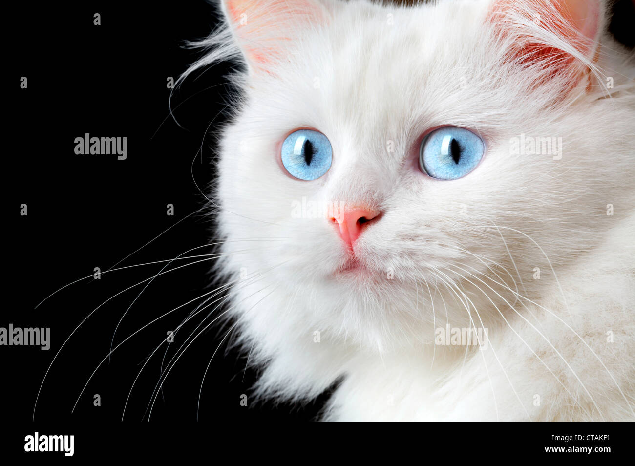 Portrait of a white cat on a black background Stock Photo - Alamy