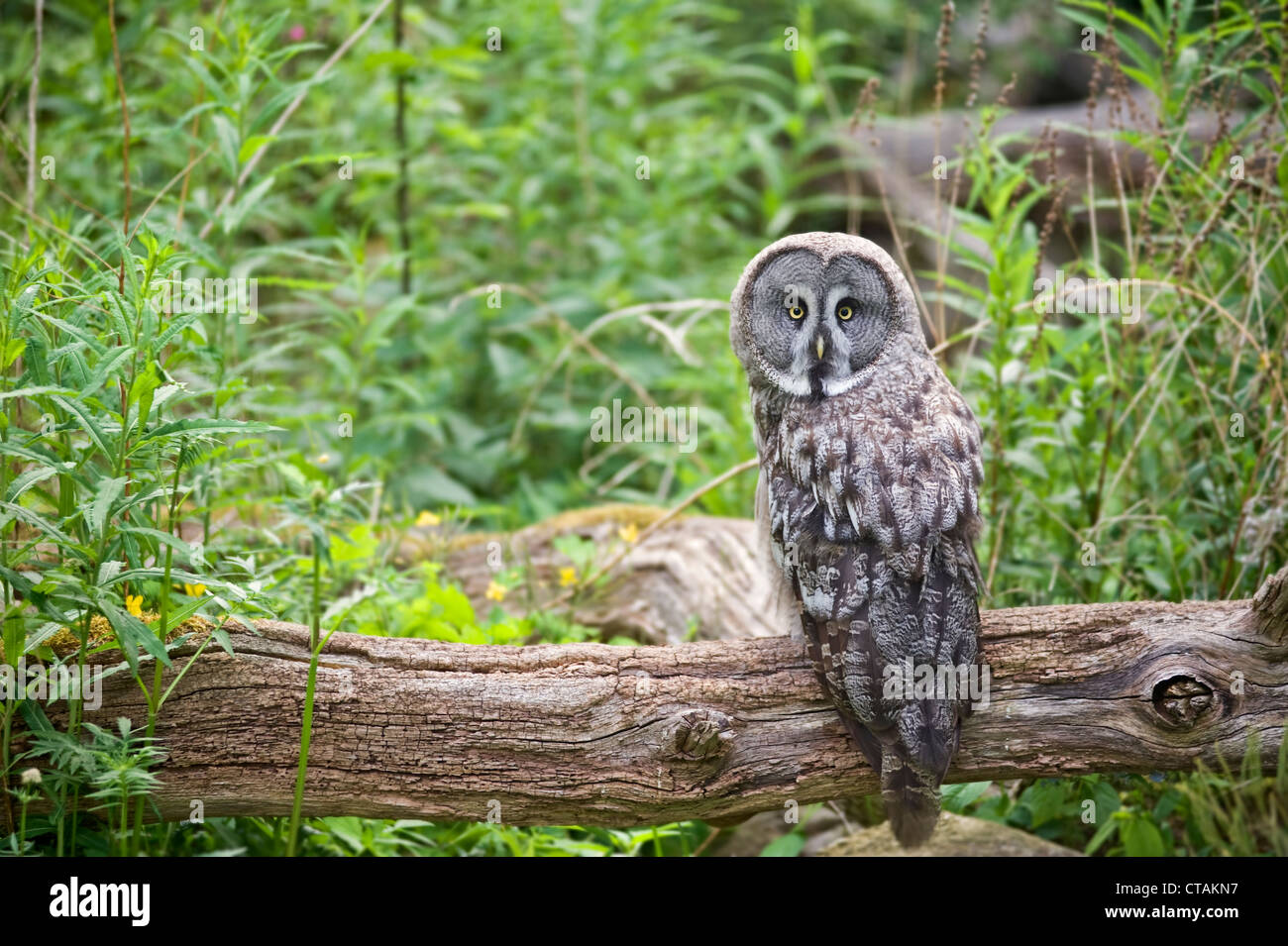 owl in its territory Stock Photo