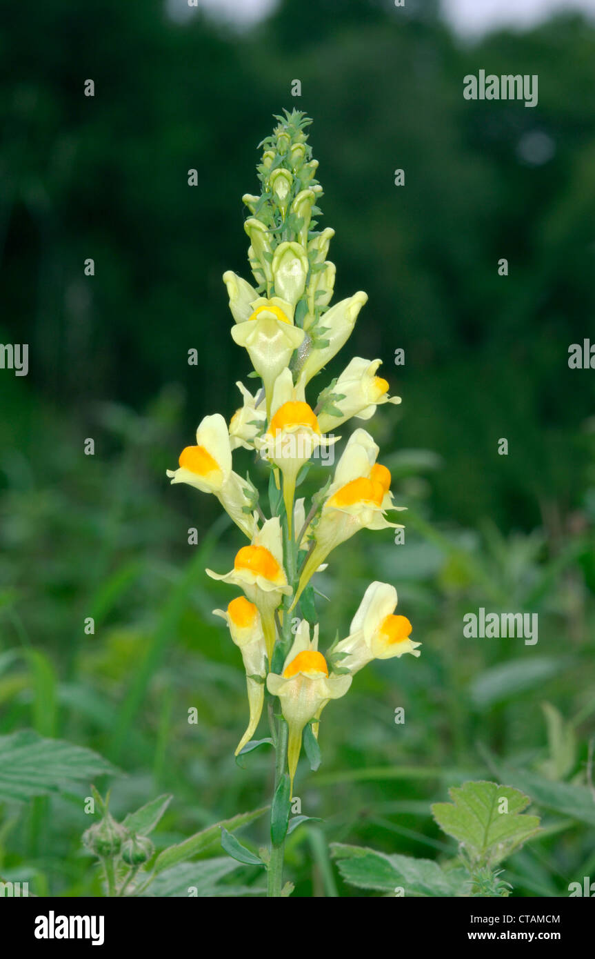 COMMON TOADFLAX Linaria vulgaris (Scrophulariaceae) Stock Photo