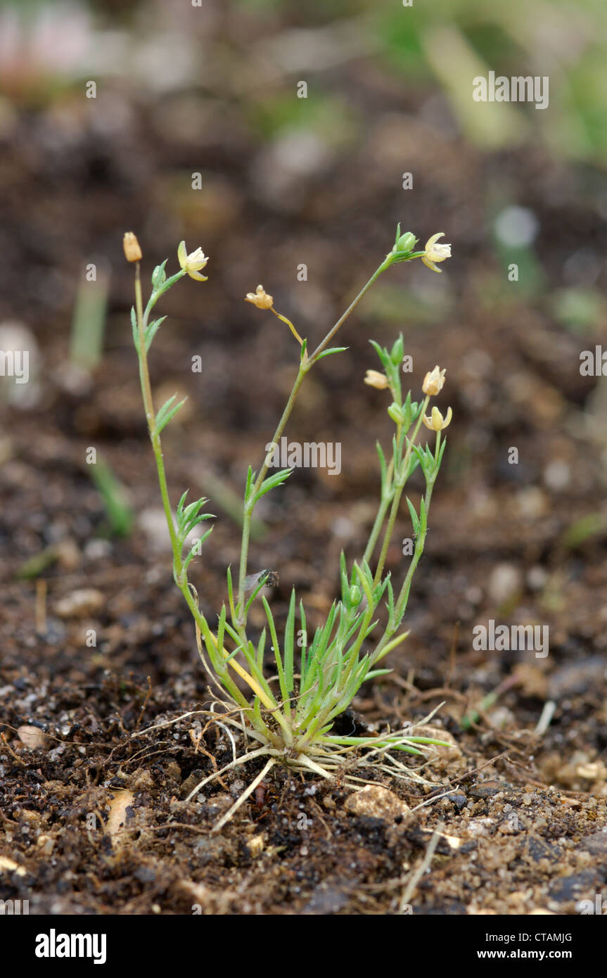 ANNUAL PEARLWORT Sagina apetala (Caryophyllaceae) Stock Photo