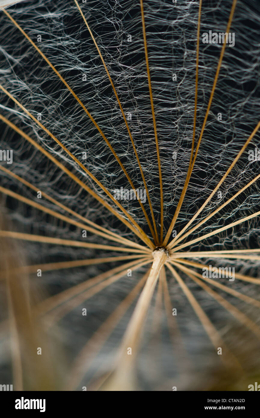 dandelion clock dispersal seeds seed umbrella white round head Stock ...