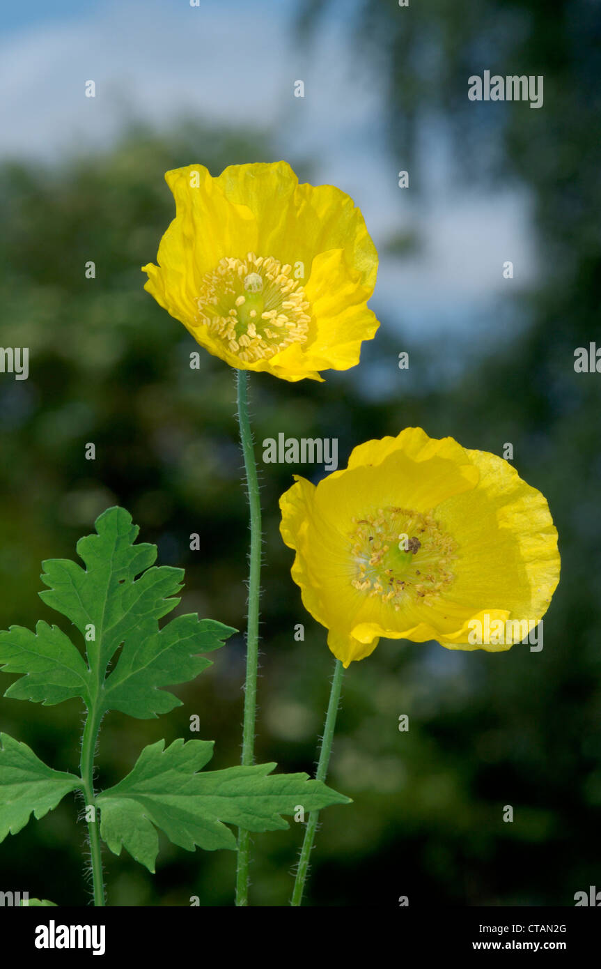 Meconopsis Cambrica Welsh Poppy