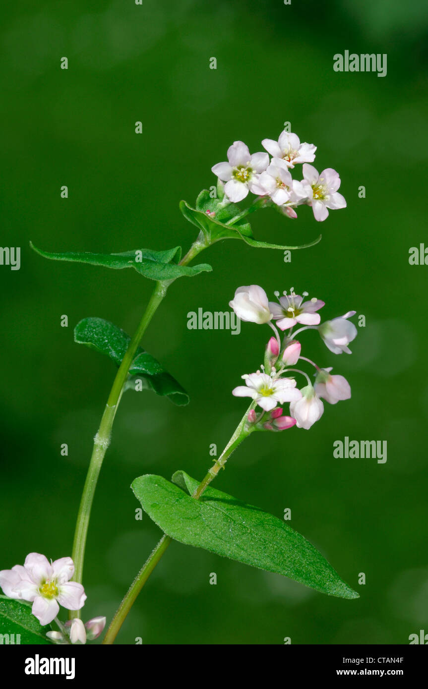 BUCKWHEAT Fagopyrum esculentum (Polygonaceae) Stock Photo