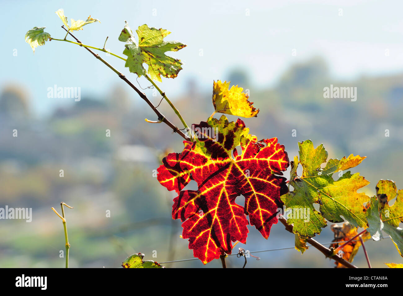 Vineleaf in autumn colours with blue sky, lake Kalterer See, South Tyrol, Italy, Europe Stock Photo