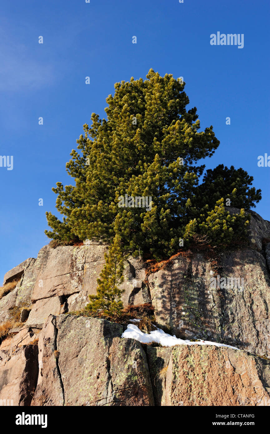 Stone pine on rocks, Iuribrutto, valley of Fiemme, Dolomites, UNESCO World Heritage Site Dolomites, Trentino, Italy, Europe Stock Photo